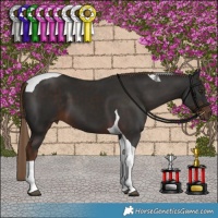 Horse Color:Liver Chestnut Tobiano