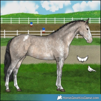 Horse Color:White Spotted Brown Dun Varnish Brindle 