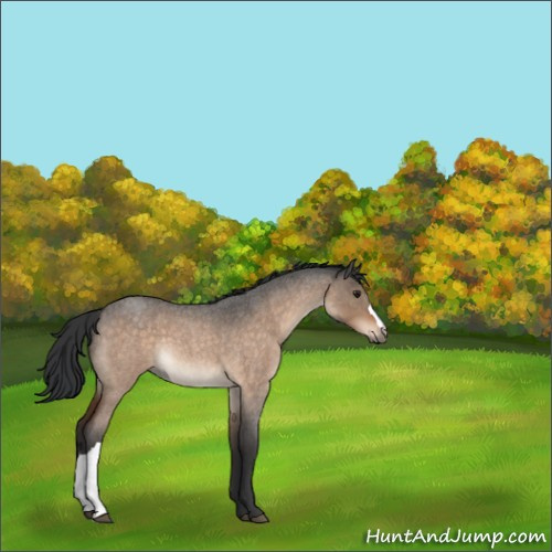 Horse Color:Brown Roan Dun