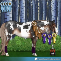 Horse Color:White Spotted Liver Chestnut