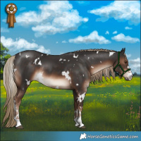 Horse Color:White Spotted Liver Chestnut 