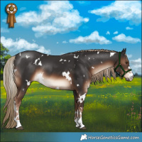 Horse Color:White Spotted Liver Chestnut 