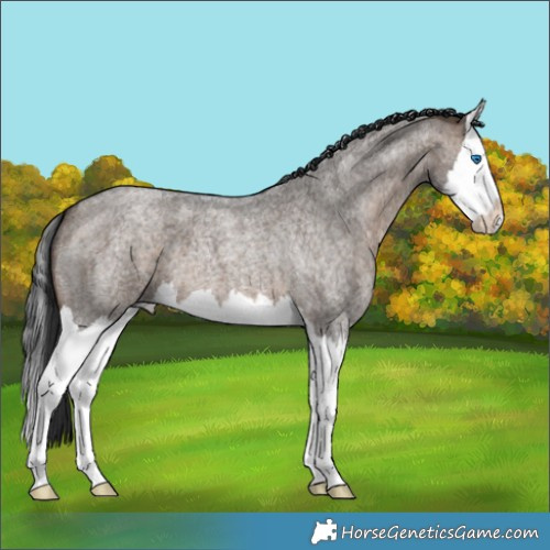 Horse Color:Brown Roan Dun Splash Brindle