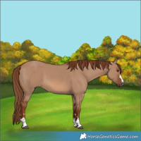 Horse Color:Red Dun 