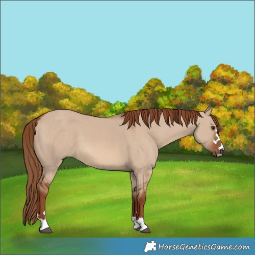 Horse Color:Red Dun 