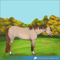 Horse Color:Red Dun 