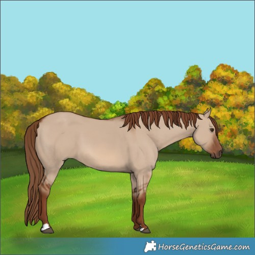 Horse Color:Red Dun 