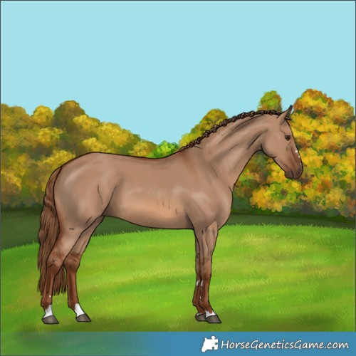 Horse Color:Red Dun 