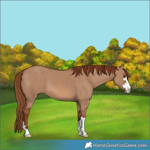 Horse Color:Red Dun