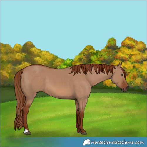 Horse Color:Red Dun