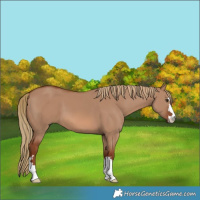 Horse Color:Red Dun 