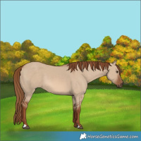 Horse Color:Red Dun 