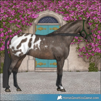 Horse Color:Brown Dun Appaloosa Brindle 