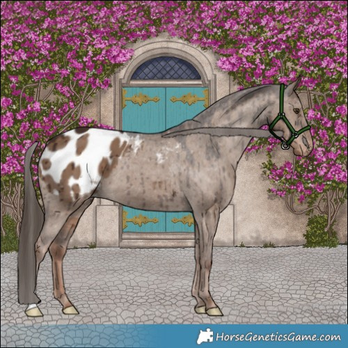 Horse Color:Liver Red Dun Appaloosa Brindle 