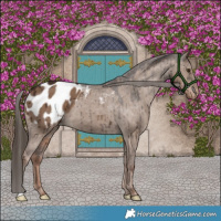 Horse Color:Liver Red Dun Appaloosa Brindle 