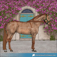 Horse Color:Red Dun Brindle 