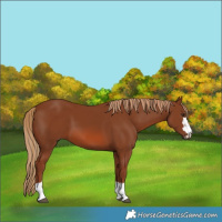 Horse Color:Chestnut 