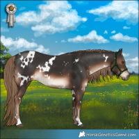 Horse Color:White Spotted Liver Chestnut 