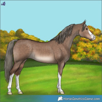 Horse Color:White Spotted Liver Red Dun Mushroom 