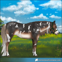 Horse Color:White Spotted Liver Chestnut