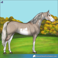 Horse Color:White Spotted Liver Red Dun Mushroom 