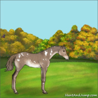 Horse Color:White Spotted Liver Red Dun Mushroom 