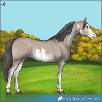 Horse Color:White Spotted Liver Red Dun Mushroom 