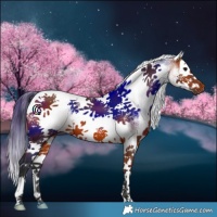 Horse Color:White Spotted Bay Splash Tobiano 