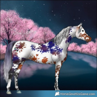 Horse Color:White Spotted Bay Splash Tobiano