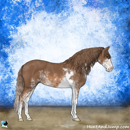 Horse Color:Chestnut Sabino