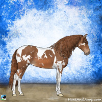 Horse Color:White Spotted Chestnut Tobiano 
