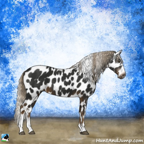 Horse Color:Gray Chocolate Palomino Tobiano Frame Appaloosa