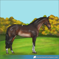 Horse Color:Brown Tobiano Rabicano 