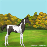 Horse Color:Smoky Black Tobiano 