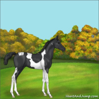 Horse Color:Black Tobiano 