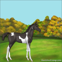 Horse Color:Smoky Black Tobiano 