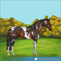 Horse Color:White Spotted Brown Tobiano 