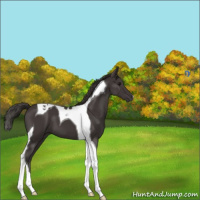 Horse Color:Smoky Black Tobiano 