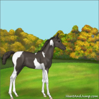 Horse Color:Smoky Black Tobiano 