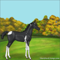 Horse Color:Black Tobiano 