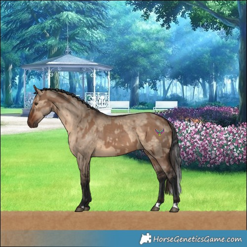 Horse Color:Liver Red Dun and Brown Dun