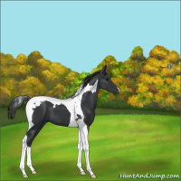 Horse Color:Black Tobiano 