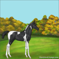 Horse Color:Black Tobiano 