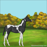 Horse Color:Black Tobiano 