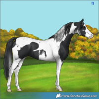Horse Color:White Spotted Black Tobiano 