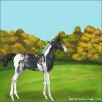 Horse Color:White Spotted Black Tobiano