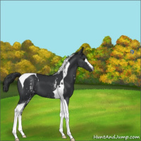 Horse Color:White Spotted Black Tobiano 