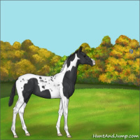 Horse Color:Black Tobiano 