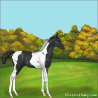 Horse Color:Black Tobiano 