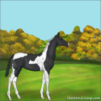Horse Color:Black Tobiano 